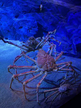 竹島水族館に投稿された画像（2026/1/21）
