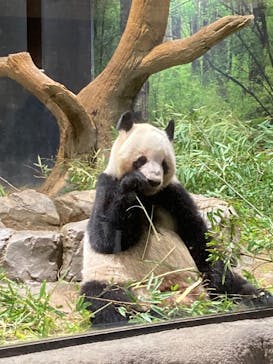 恩賜上野動物園に投稿された画像（2026/1/21）