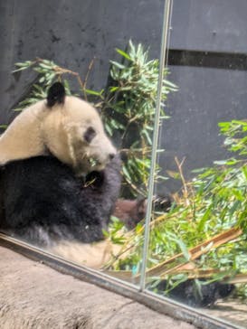 恩賜上野動物園に投稿された画像（2026/1/21）