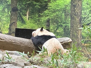 恩賜上野動物園に投稿された画像（2026/1/21）