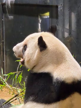 恩賜上野動物園に投稿された画像（2026/1/21）