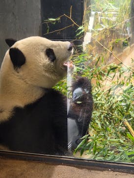 恩賜上野動物園に投稿された画像（2026/1/21）