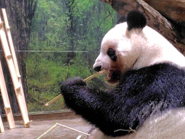 恩賜上野動物園に投稿された画像（2026/1/21）