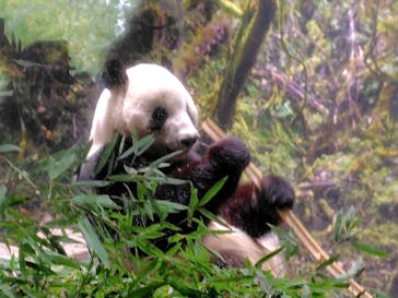 恩賜上野動物園に投稿された画像（2026/1/21）