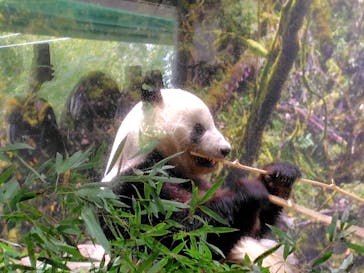 恩賜上野動物園に投稿された画像（2026/1/21）