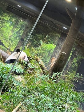 恩賜上野動物園に投稿された画像（2026/1/21）