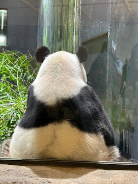 恩賜上野動物園に投稿された画像（2026/1/21）