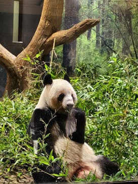 恩賜上野動物園に投稿された画像（2026/1/21）