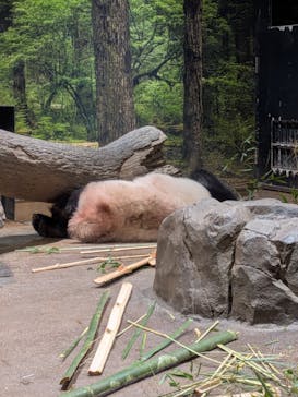 恩賜上野動物園に投稿された画像（2026/1/21）