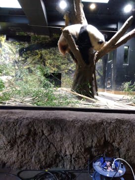 恩賜上野動物園に投稿された画像（2026/1/21）