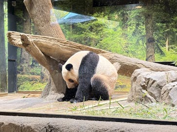 恩賜上野動物園に投稿された画像（2026/1/21）