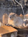 伊豆シャボテン動物公園に投稿された画像（2026/1/21）