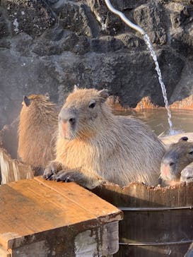 伊豆シャボテン動物公園に投稿された画像（2026/1/21）
