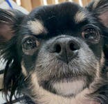 いぬカフェRio 浅草店に投稿された画像（2026/1/21）