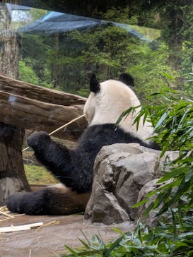 恩賜上野動物園に投稿された画像（2026/1/21）