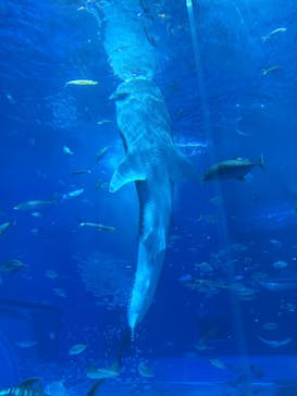 沖縄美ら海水族館に投稿された画像（2026/1/21）