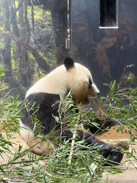 恩賜上野動物園に投稿された画像（2026/1/21）