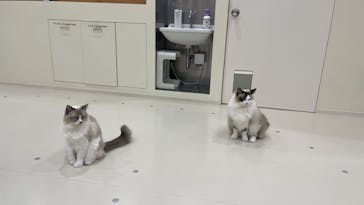 Cat Café MOFF イーアス沖縄豊崎店に投稿された画像（2026/1/21）