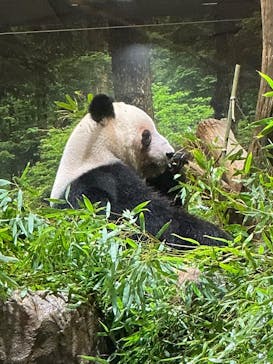 恩賜上野動物園に投稿された画像（2026/1/21）