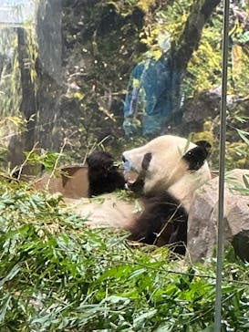 恩賜上野動物園に投稿された画像（2026/1/21）