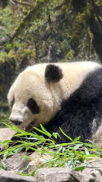 恩賜上野動物園に投稿された画像（2026/1/21）