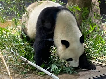 恩賜上野動物園に投稿された画像（2026/1/21）