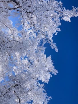 菅平高原スノーリゾートに投稿された画像（2026/1/21）