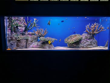 シン・マリホ水族館に投稿された画像（2026/1/22）