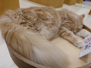 Cat Café MOFF イオンモール豊川店に投稿された画像（2026/1/22）