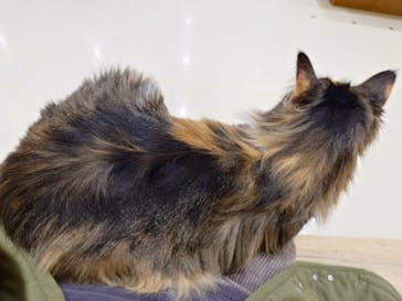 Cat Café MOFF イオンモール豊川店に投稿された画像（2026/1/22）