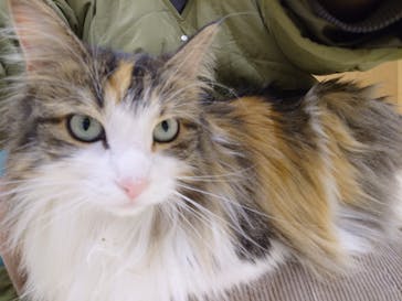 Cat Café MOFF イオンモール豊川店に投稿された画像（2026/1/22）