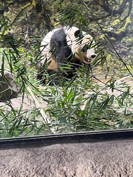 恩賜上野動物園に投稿された画像（2026/1/22）