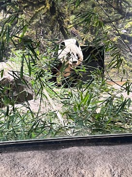 恩賜上野動物園に投稿された画像（2026/1/22）