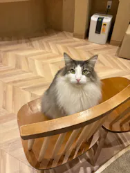 猫カフェモカ イオンモール岡山店に投稿された画像（2026/1/22）