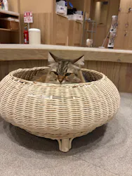 猫カフェモカ イオンモール岡山店に投稿された画像（2026/1/22）