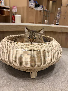 猫カフェモカ イオンモール岡山店に投稿された画像（2026/1/22）