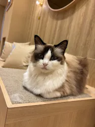 猫カフェモカ イオンモール岡山店に投稿された画像（2026/1/22）