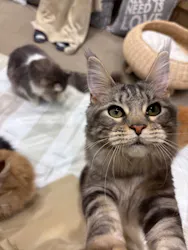 猫カフェモカ イオンモール岡山店に投稿された画像（2026/1/22）