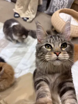 猫カフェモカ イオンモール岡山店に投稿された画像（2026/1/22）