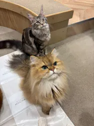 猫カフェモカ イオンモール岡山店に投稿された画像（2026/1/22）