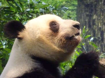 恩賜上野動物園に投稿された画像（2026/1/22）