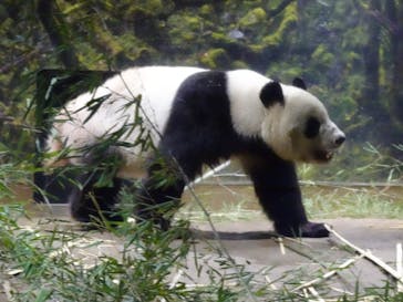 恩賜上野動物園に投稿された画像（2026/1/22）