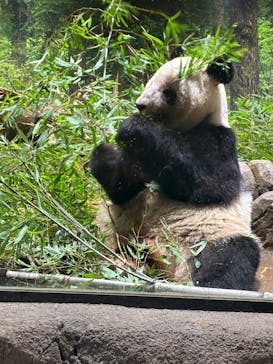 恩賜上野動物園に投稿された画像（2026/1/22）