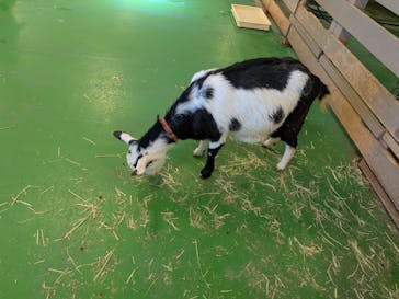 Moff animal world BIGHOPガーデンモール印西店に投稿された画像（2026/1/22）