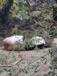 恩賜上野動物園に投稿された画像（2026/1/22）