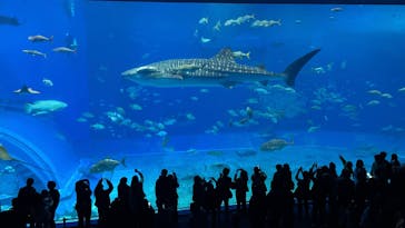沖縄美ら海水族館に投稿された画像（2026/1/22）