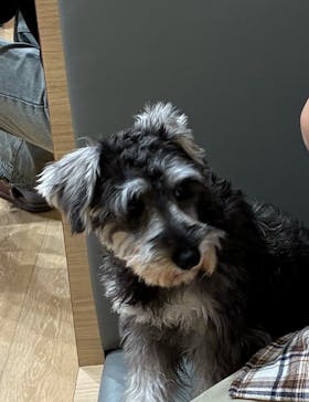 いぬカフェRio 浅草店に投稿された画像（2026/1/22）