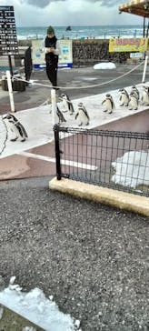 越前松島水族館に投稿された画像（2026/1/22）