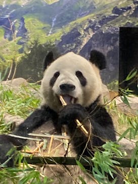 恩賜上野動物園に投稿された画像（2026/1/22）