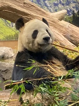 恩賜上野動物園に投稿された画像（2026/1/22）